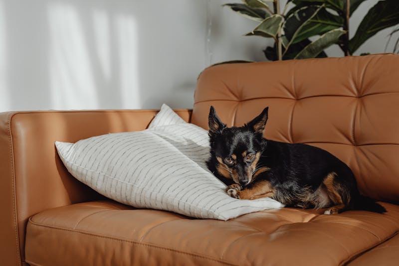 How to clean leather couch