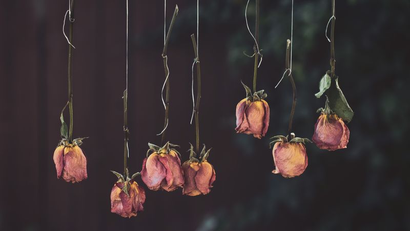 How to dry flowers in air