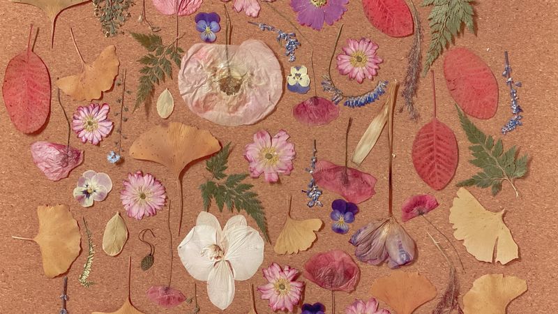 Press flowers for crafts and artwork