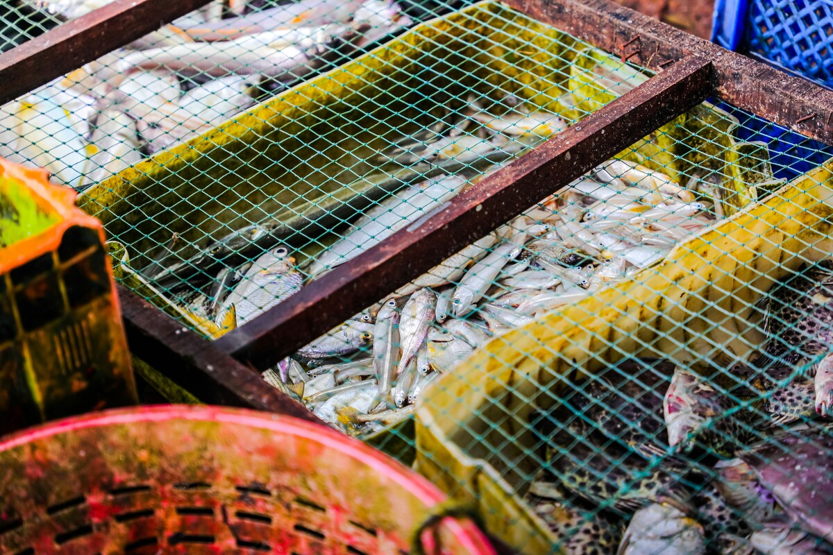 fish market near me