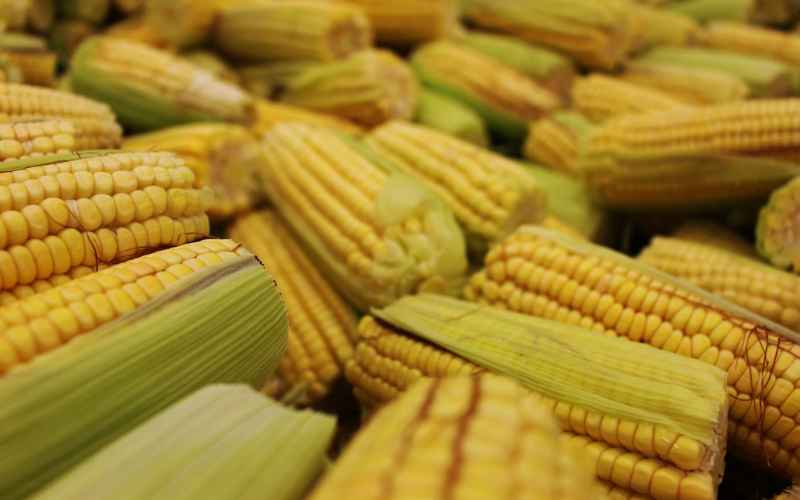 is corn a vegetable