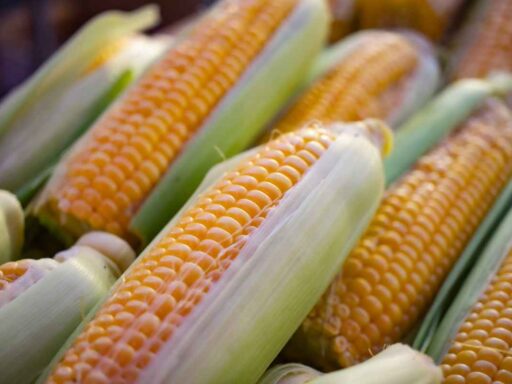 is corn a vegetable