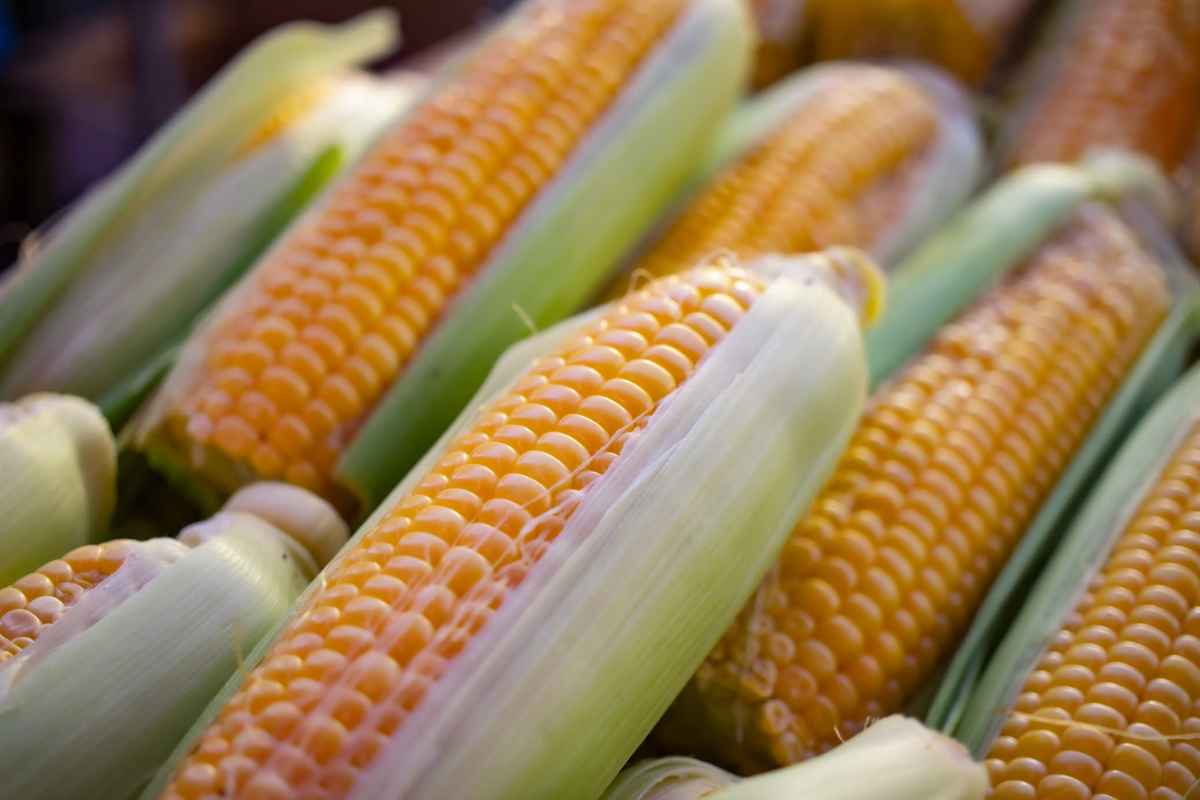 is corn a vegetable
